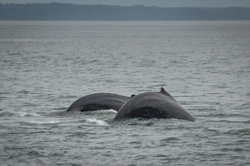 Alaska 2023 ICY STRAIT PONT-1536