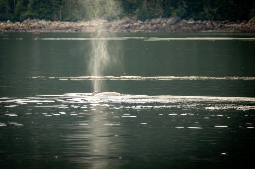 Alaska 2023 SITKA-127-Enhanced-NR-Edit