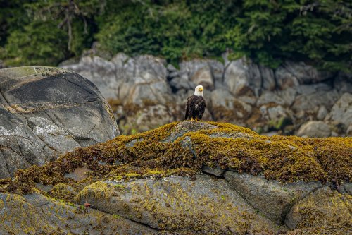Alaska 2023 SITKA-345-Enhanced-NR-Edit