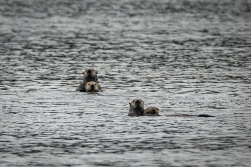Alaska 2023 SITKA-432-Enhanced-NR-Edit