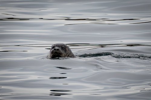 Alaska 2023 SITKA-504-Enhanced-NR-Edit