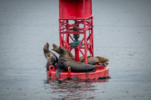 Alaska 2023 SITKA-591