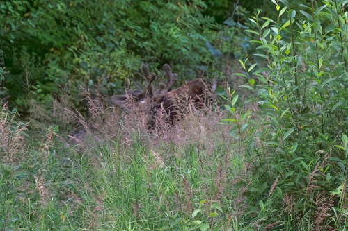 Alaska 2023 TALKEETNA 400-Enhanced-NR-Edit