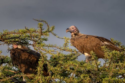 _DSC8115-Enhanced-NR-Edit