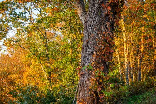 FCPC Tennessee-2 (4 of 22)