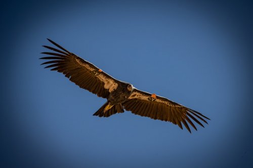 Southwest Condors - 125-Enhanced-NR-Edit-Navajo Bridge