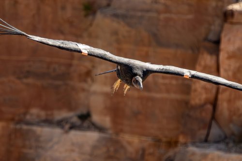 Southwest Condors - 242-Enhanced-NR-Edit-Navajo Bridge-2