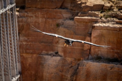 Southwest Condors - 242-Enhanced-NR-Edit-Navajo Bridge