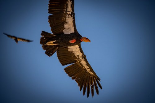 Southwest Condors - 293-Enhanced-NR-Edit-Navajo Bridge