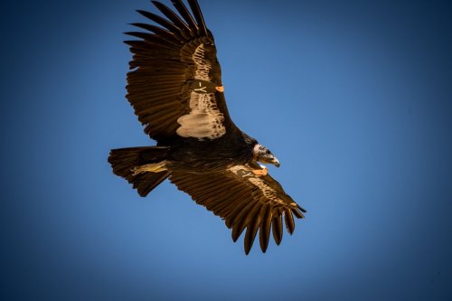 Southwest Condors - 446-Enhanced-NR-Edit-Navajo Bridge