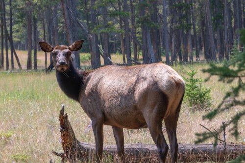 Canada-July-2024-DSC 1700