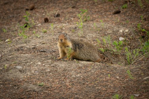 Canada-July-2024-Z9A 1804