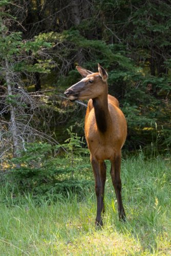Canada-July-2024- Z9A2957