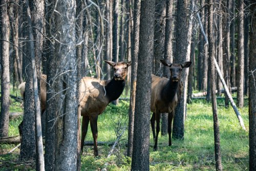 Canada-July-2024- Z9A2985